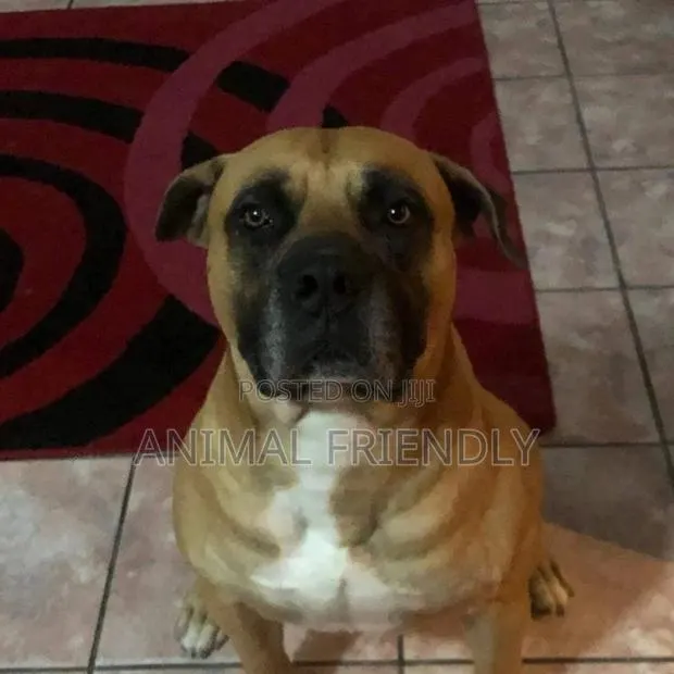 1-3 months Male Purebred Boerboel · Photo 1
