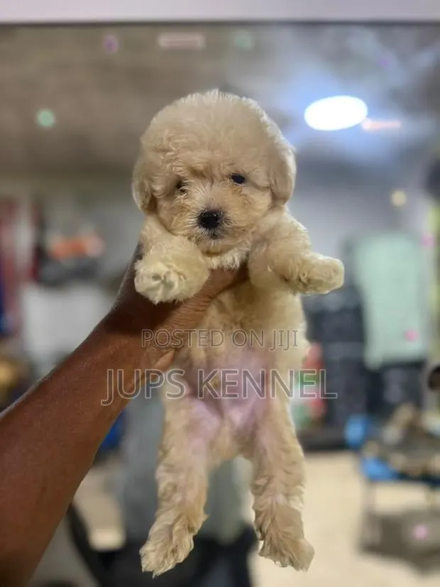 1-3 months Female Purebred Poodle · Photo 1