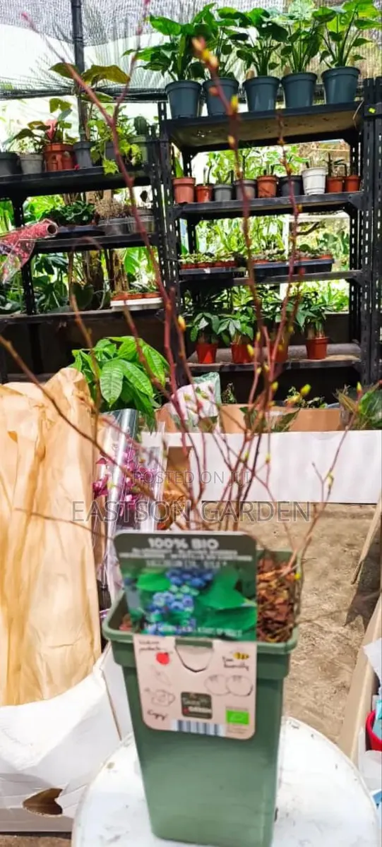 Exotic Blueberry Seedlings · Photo 3