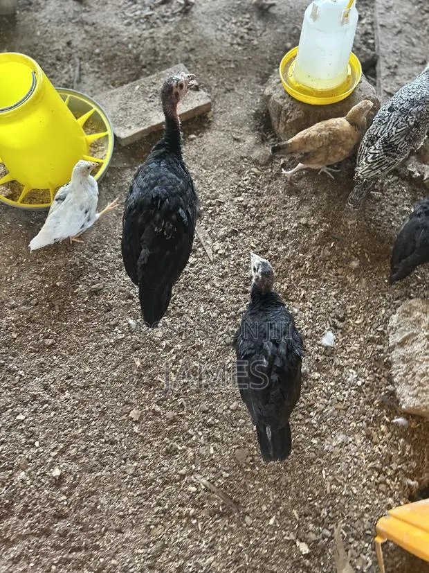 Foreign Turkey Poults · Photo 1