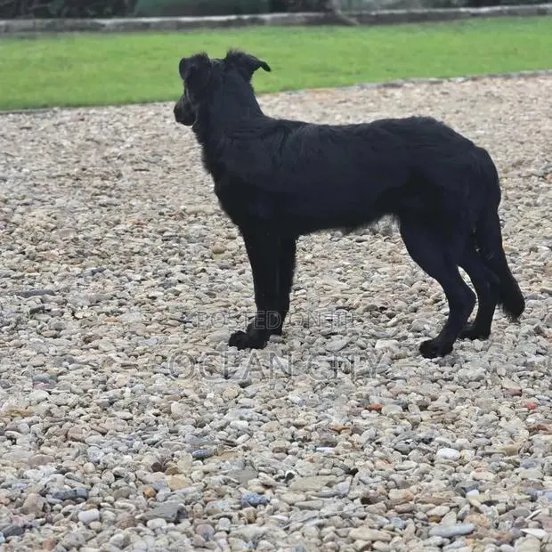 3-6 months Female Purebred German Shepherd · Photo 1