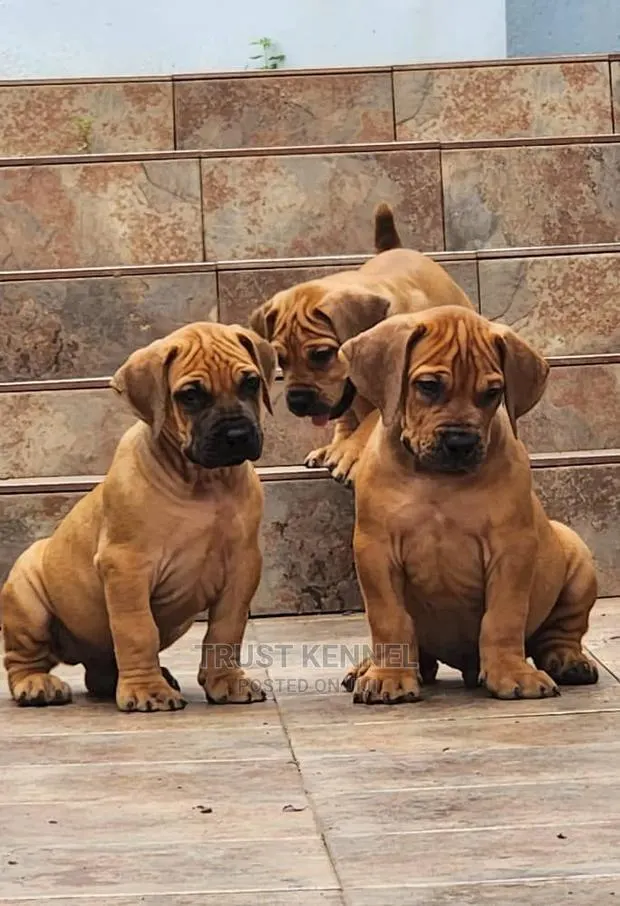 1-3 months Female Purebred Boerboel · Photo 1