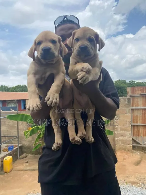 1-3 months Male Purebred Boerboel · Photo 1