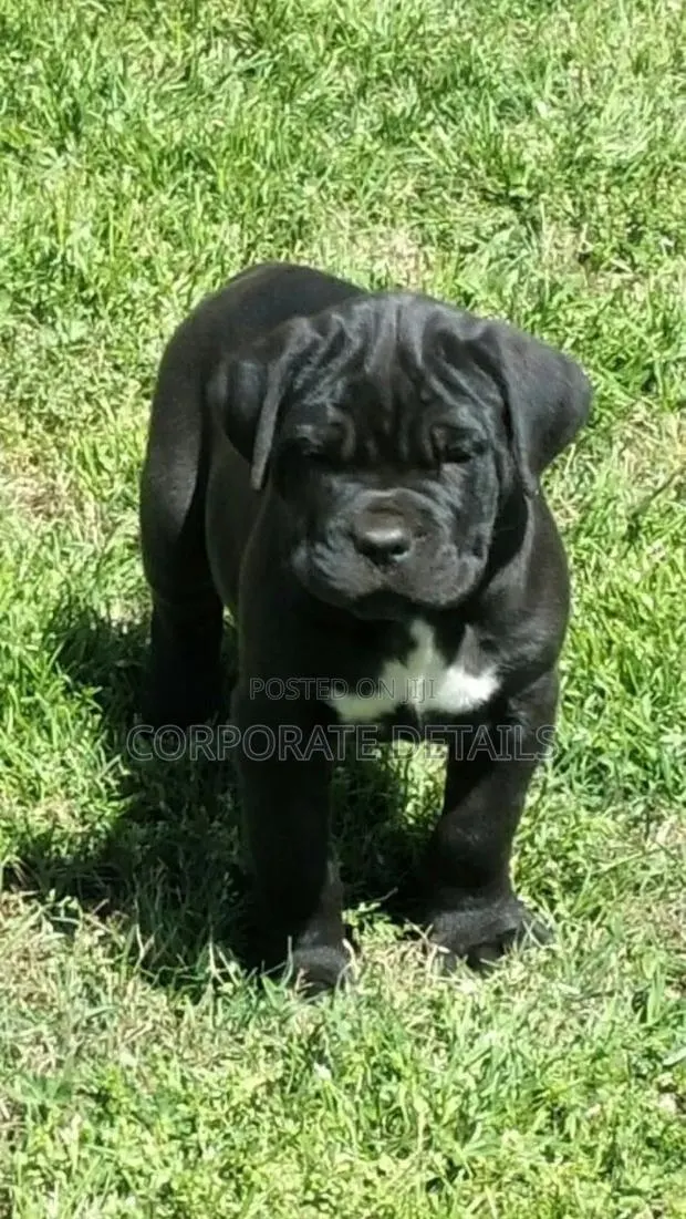 1-3 months Male Purebred Boerboel · Photo 1