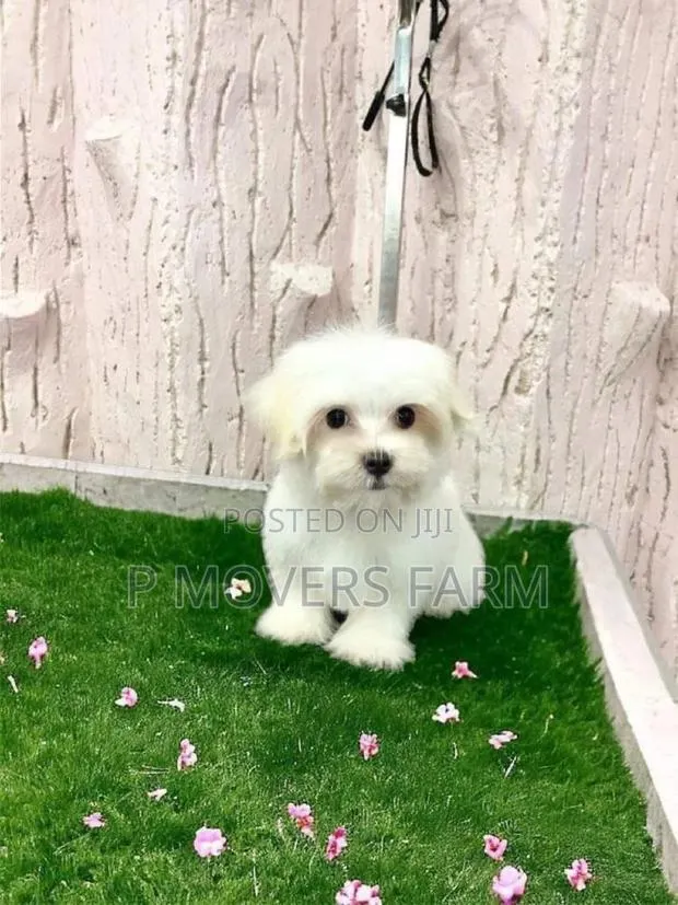 1-3 months Male Purebred Maltese · Photo 1