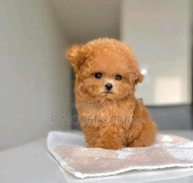 1-3 months Male Purebred Poodle · Photo 1