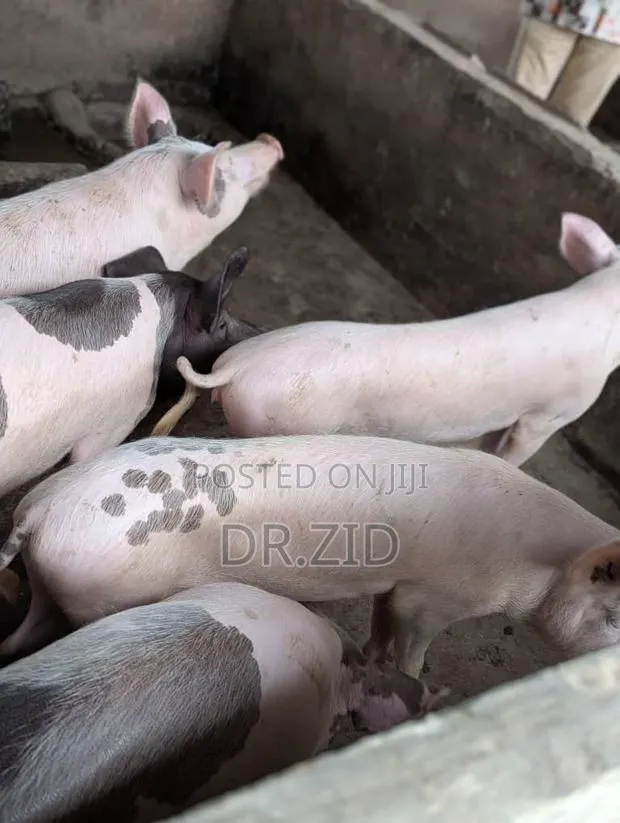 Health Pigs for Sale · Photo 4