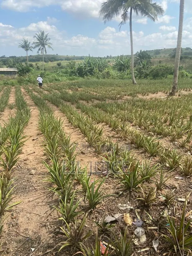 Full Plot of Land · Photo 1