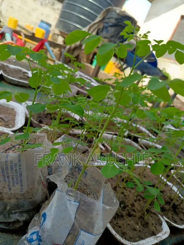 Oil Palm, Moringa , Dandelion, Soursop, Aloe Vera.