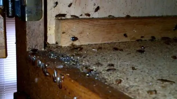 Fumigation & Fumigation · Photo 1