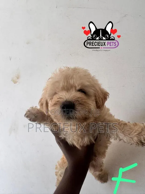 1-3 months Female Purebred Poodle · Photo 1