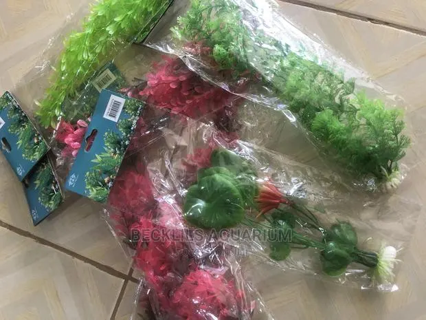 Aquarium Plant -2 · Photo 1