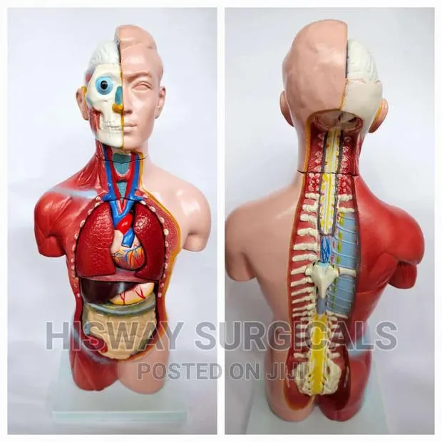 Torso Training Manikin · Photo 1