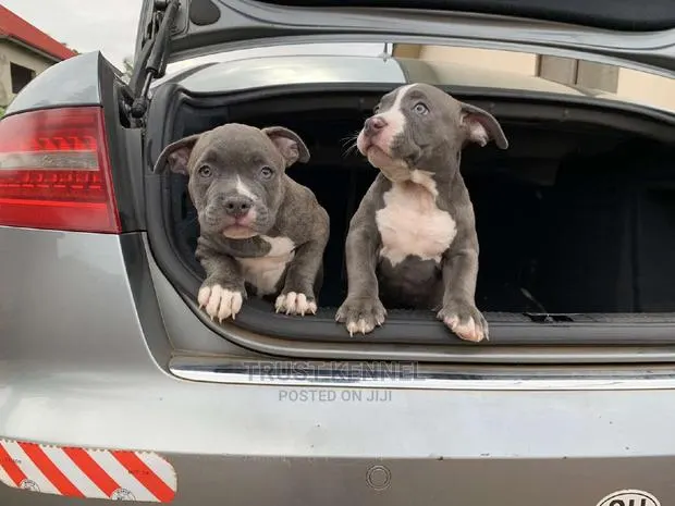 1-3 months Male Purebred American Bully · Photo 1