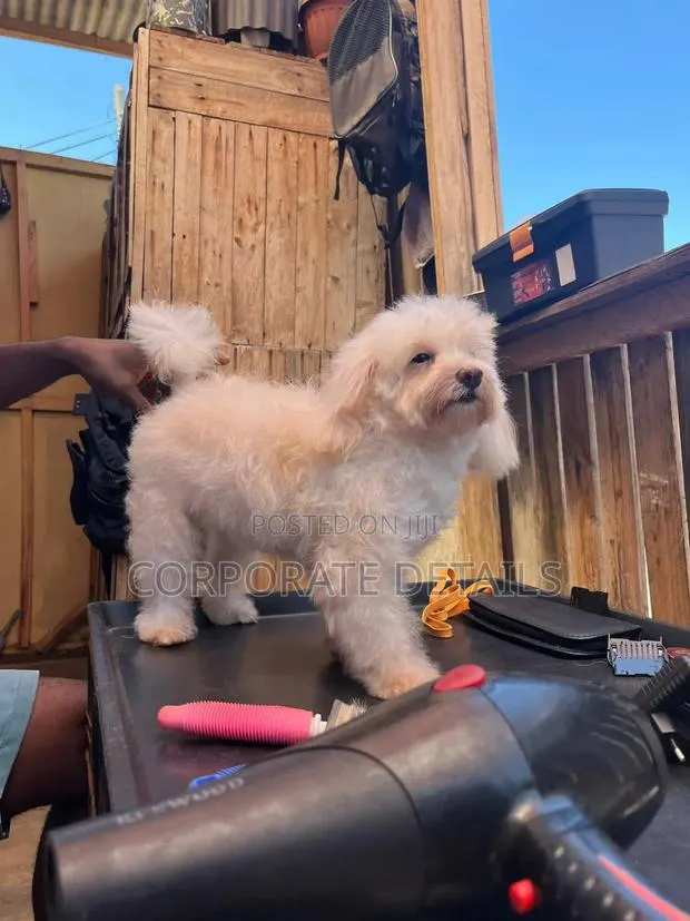 1-3 months Female Purebred Maltese · Photo 1