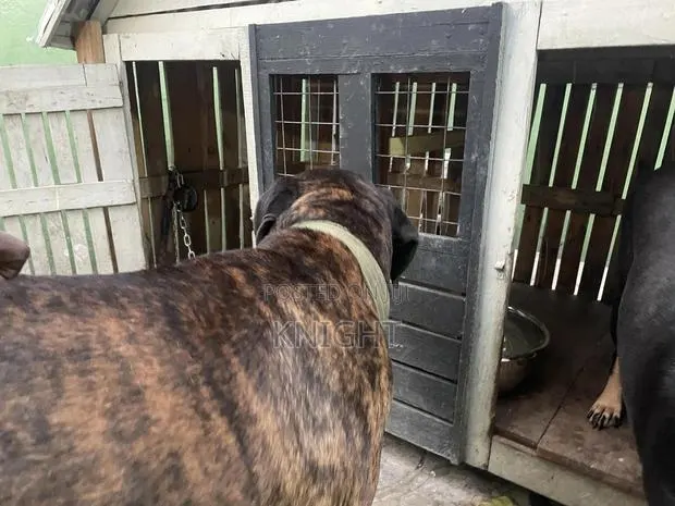 Male Brindle Pedigree Boerboel for Stud (Crossing) · Photo 2