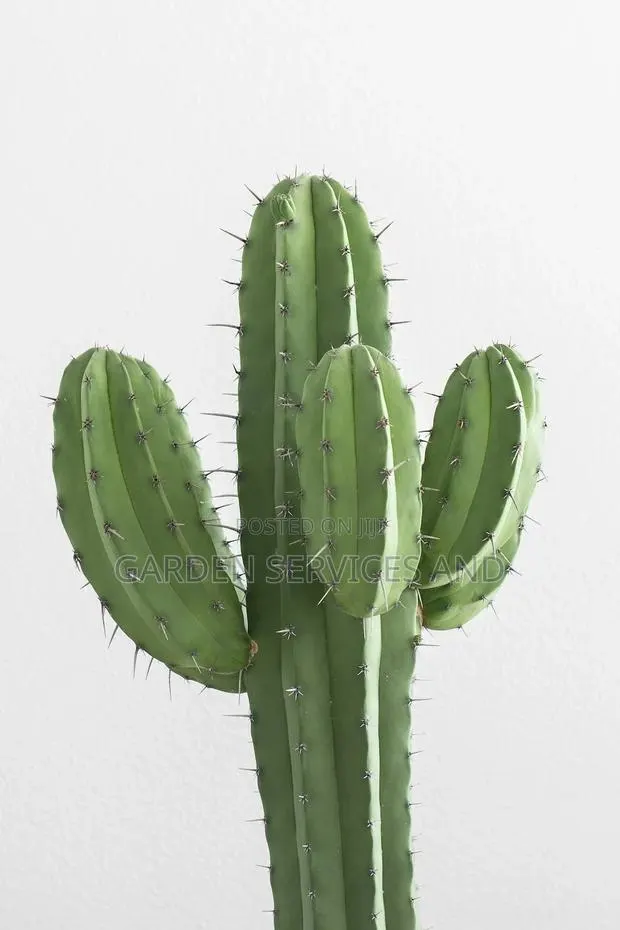 Cactus for Sale · Photo 1