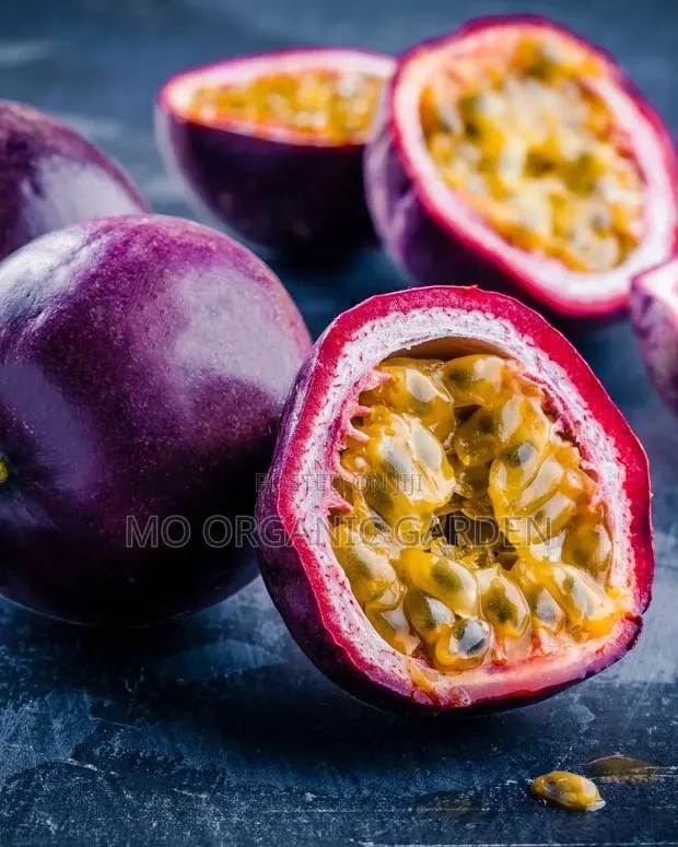 Purple Passion Plant · Photo 1