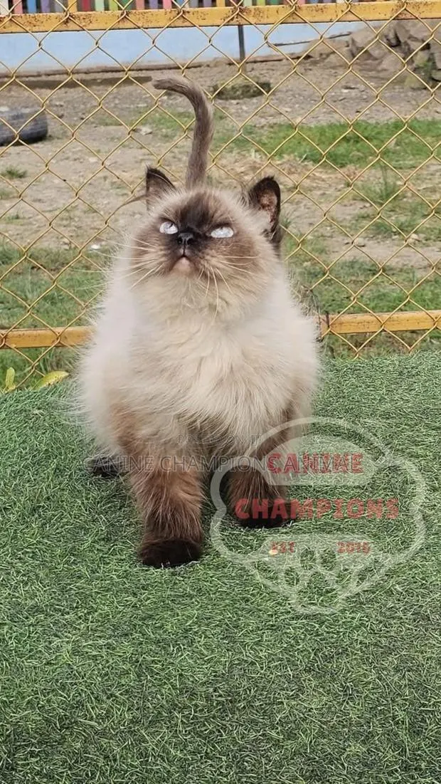 6-12 months Female Purebred Persian · Photo 1