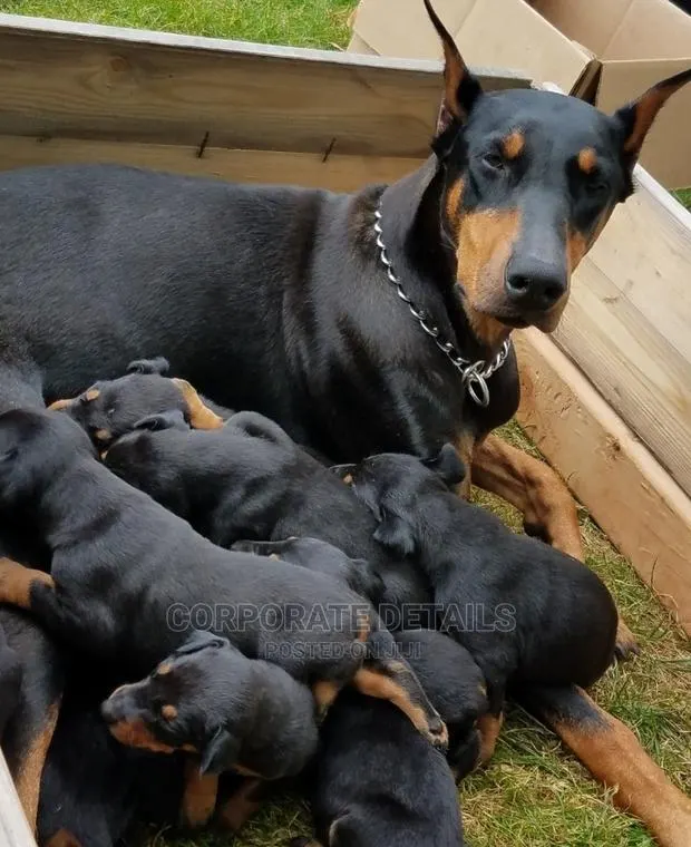 1-3 months Female Purebred Doberman Pinscher · Photo 1
