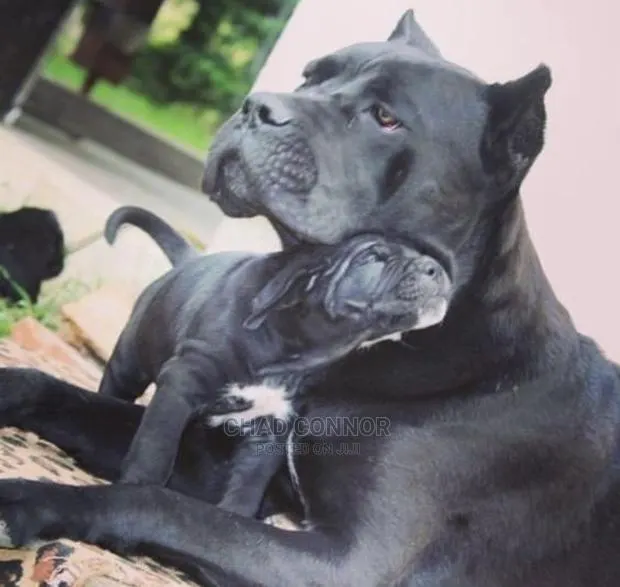 1-3 months Male Purebred Cane Corso · Photo 1