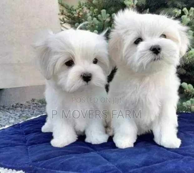 1-3 months Female Purebred Maltese · Photo 1