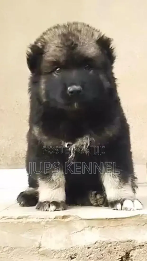 1-3 months Male Purebred Caucasian Shepherd · Photo 1