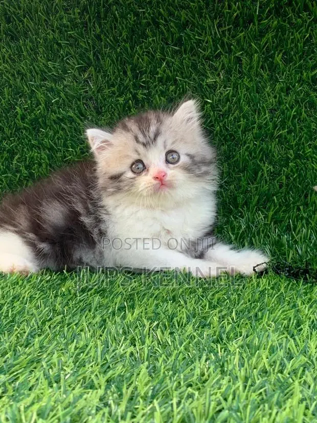 1-3 months Female Purebred Persian · Photo 1