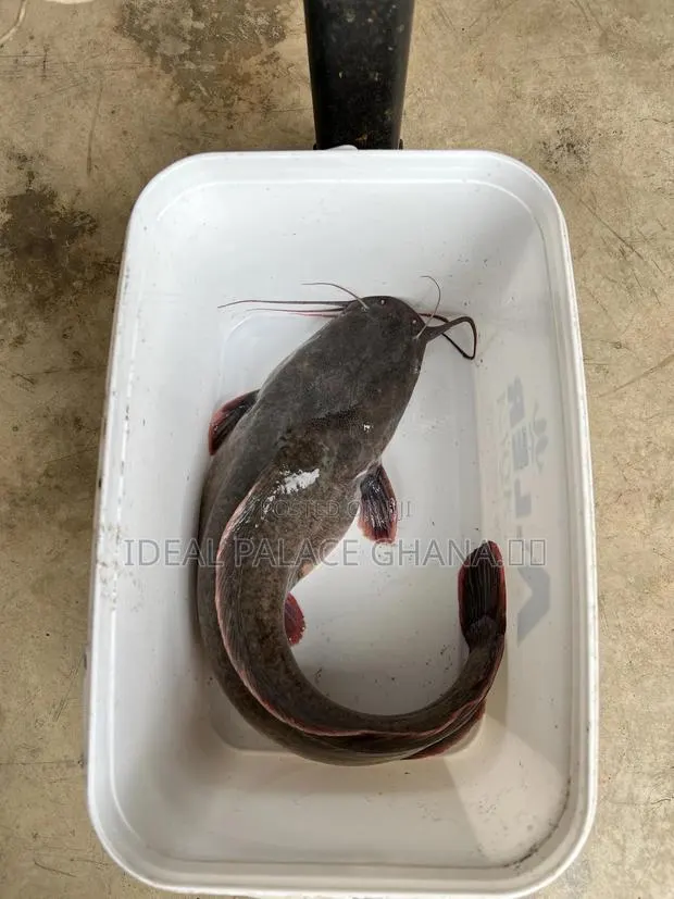 Catfishes Available ( 1kg - 4kg ) At Ideal Palace Farms · Photo 1