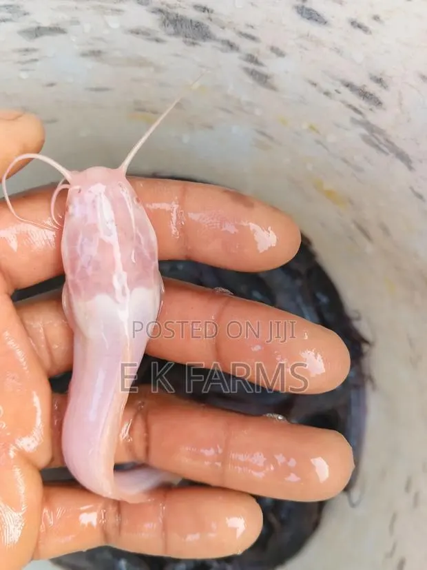 Fast Growing Catfish Juveniles, Fingerlings and Jumbo Size · Photo 2