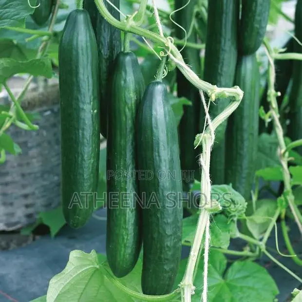 F1 Vihan Cucumber Seeds · Photo 2
