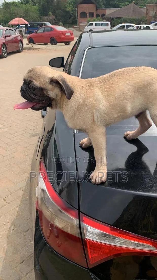 3-6 Months Male Purebred Pug · Photo 1