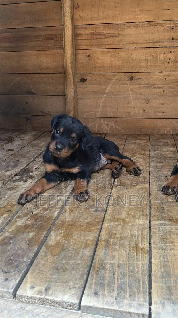 1-3 months Male Purebred Rottweiler · Photo 1