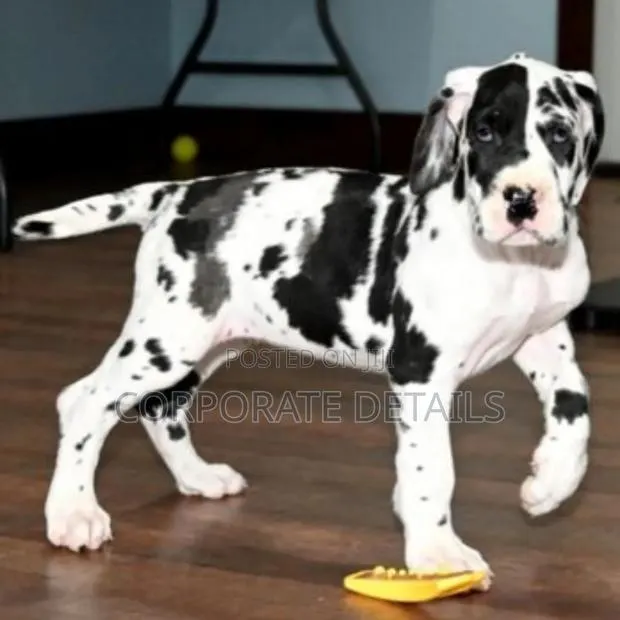 1-3 months Male Purebred Great Dane · Photo 1
