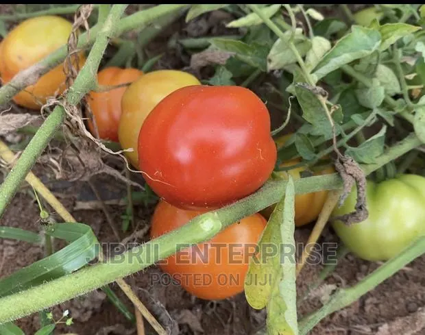 Roma Tomato, Burkina Tomato, Non Hybrid Seeds for Planting · Photo 1
