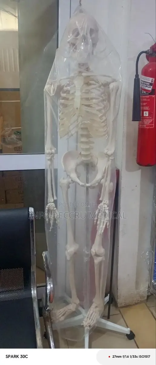 Skeletal System · Photo 1