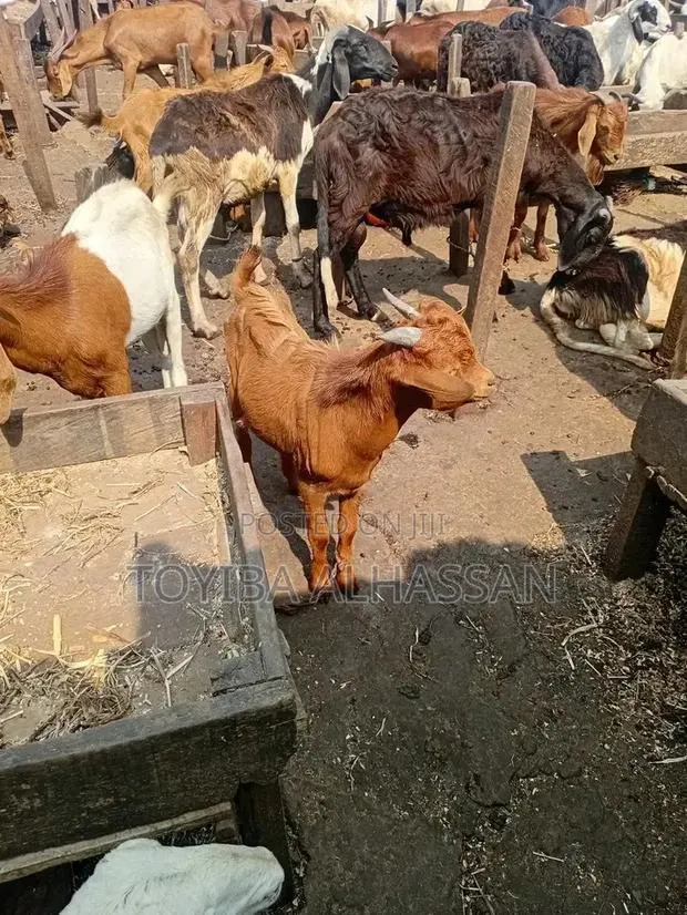 Goat and Sheeps · Photo 1
