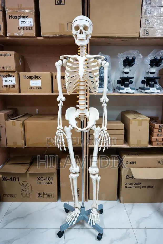 Human Skeleton · Photo 1