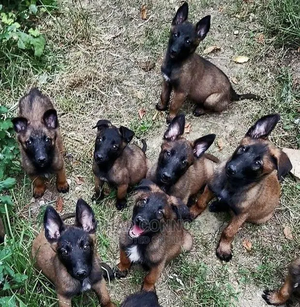 1-3 months Male Purebred Belgian Malinois · Photo 1