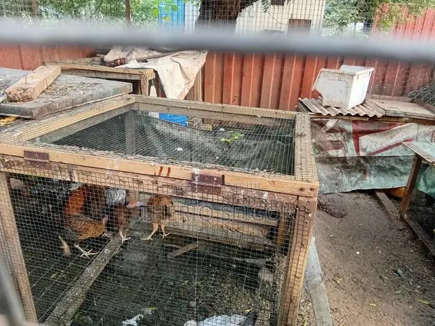 Fowls for Sale - Fulani-Brahma Hybrid, Local · Photo 4