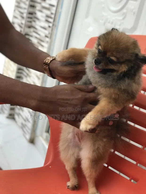 Grooming Services · Photo 1