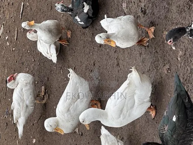 Perkins Ducks · Photo 1