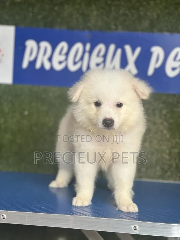 1-3 months Male Purebred American Eskimo · Photo 1