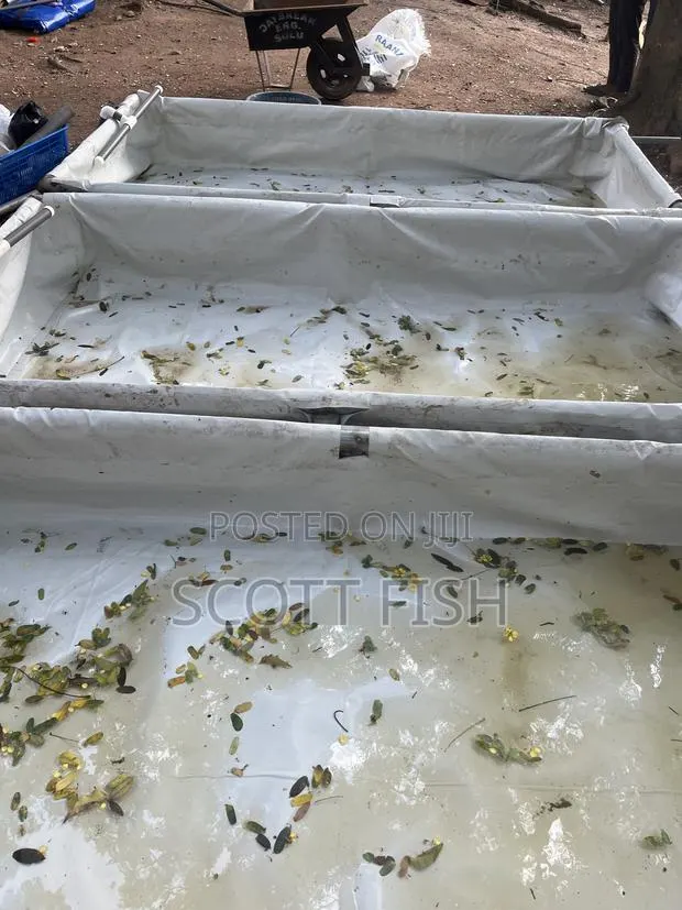 Catfish Hatchery Setup · Photo 1