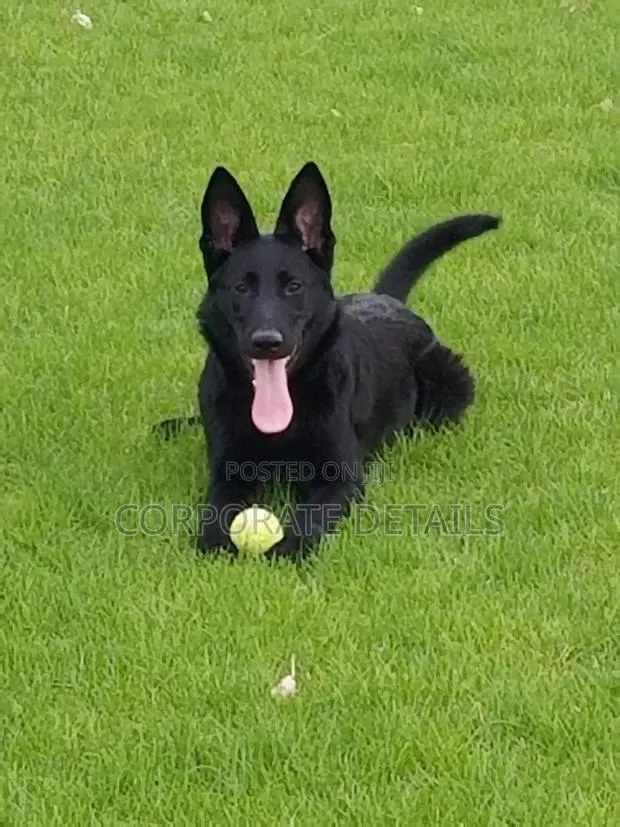1-3 months Male Purebred German Shepherd · Photo 1