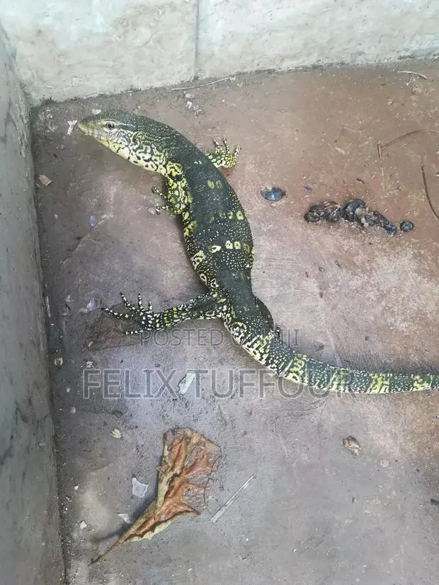 Monitor Lizard · Photo 1