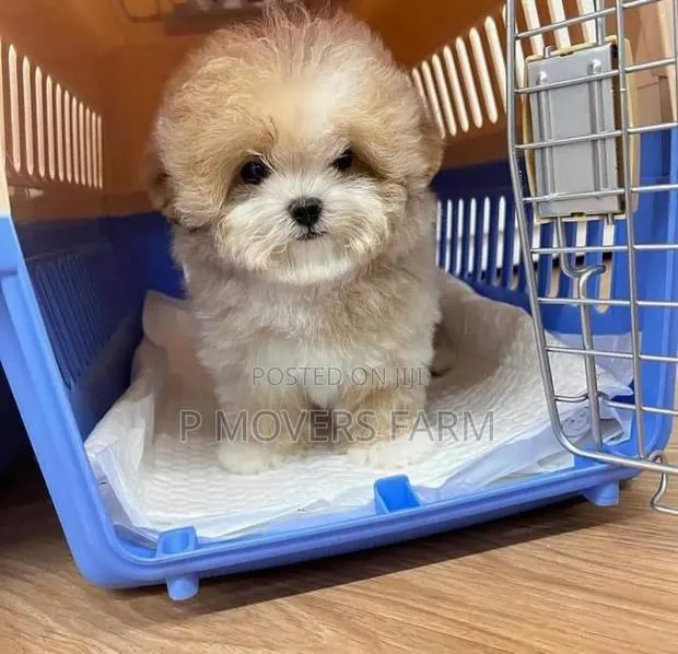 1-3 months Male Purebred Lhasa Apso · Photo 1