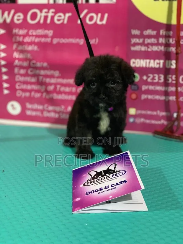 1-3 Month Female Purebred Poodle · Photo 1