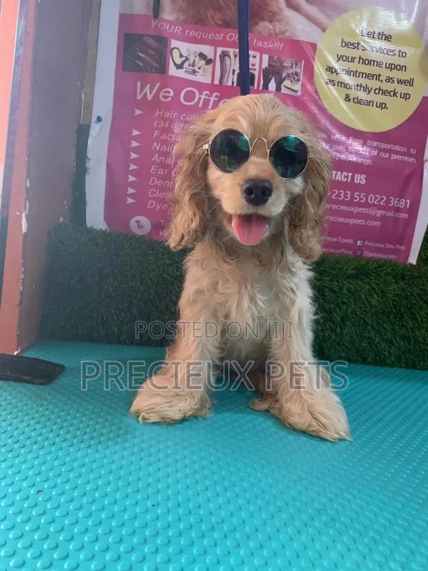 1-3 Months Female Purebred Cocker Spaniel · Photo 1