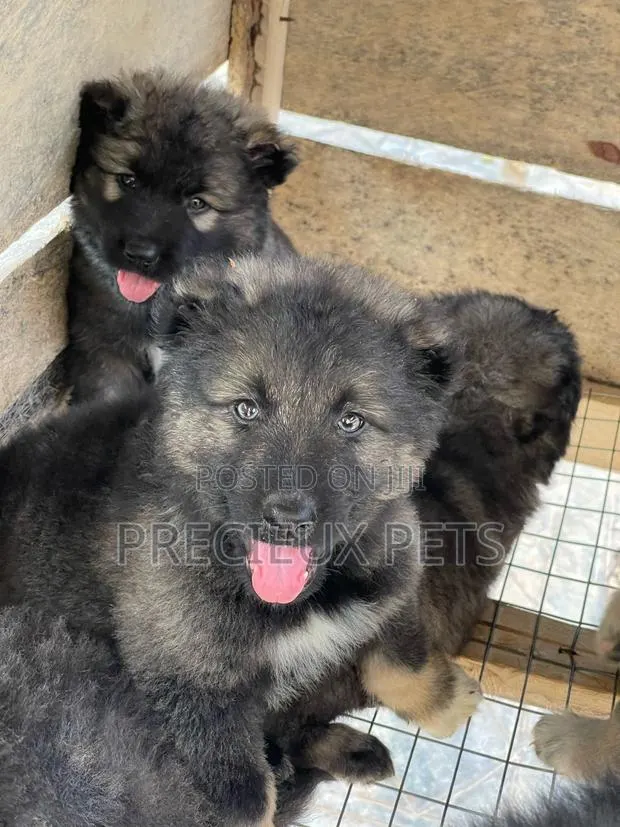 1-3 months Male Purebred Caucasian Shepherd · Photo 1